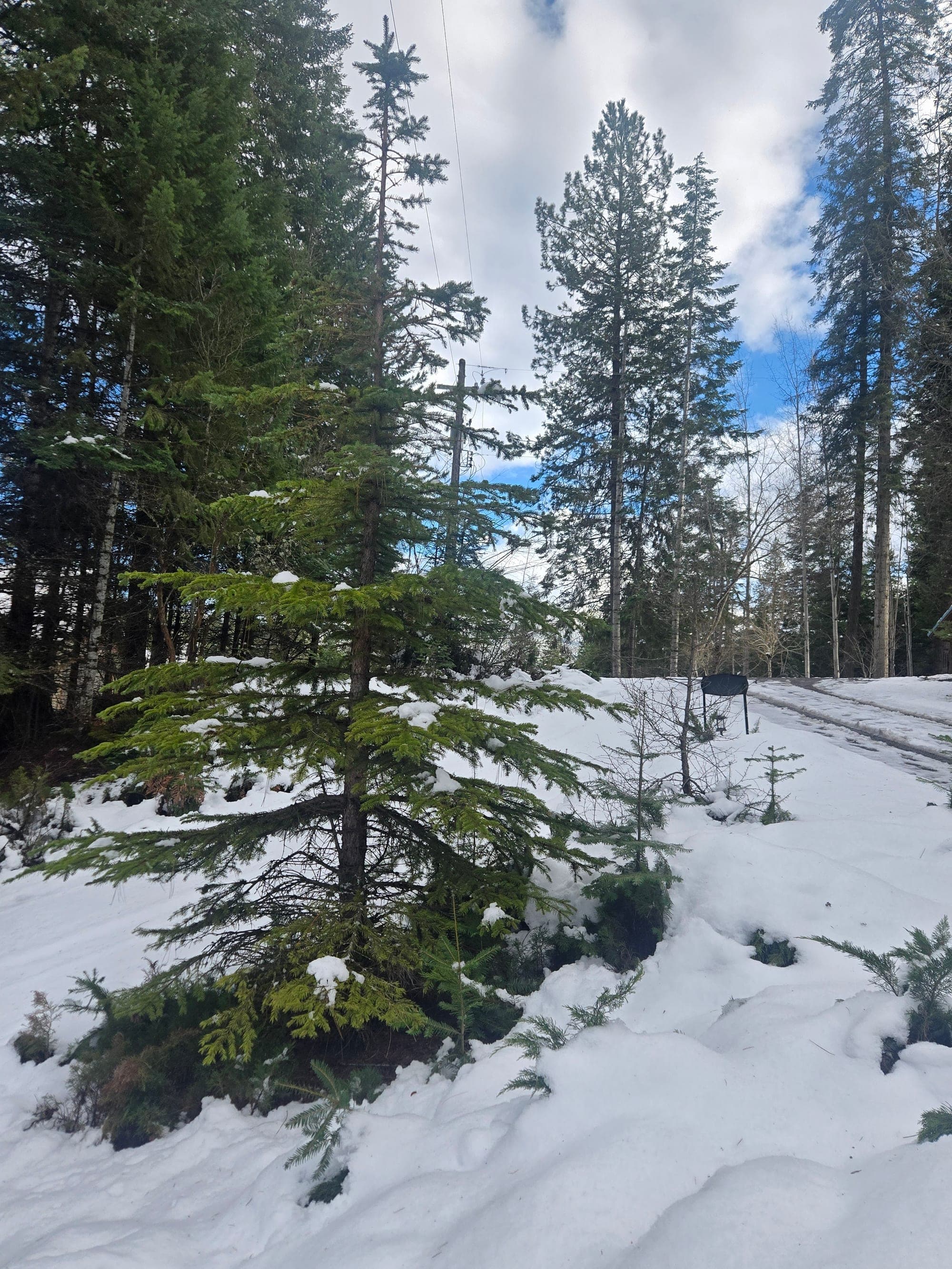 Snow-covered pines on the Watson's property in winter