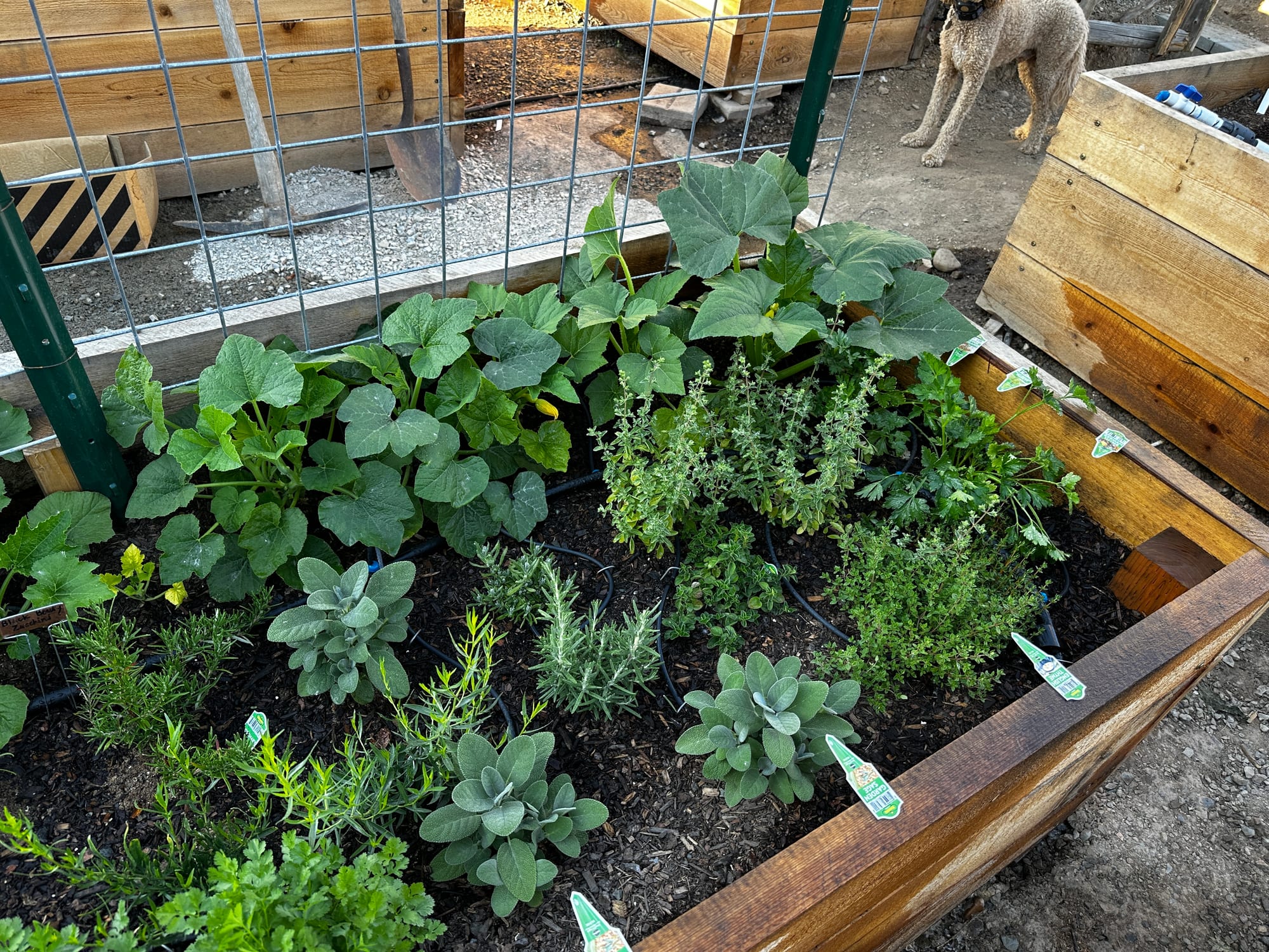 Raised herb beds in Louise's garden at Watson's Lakefront Resort